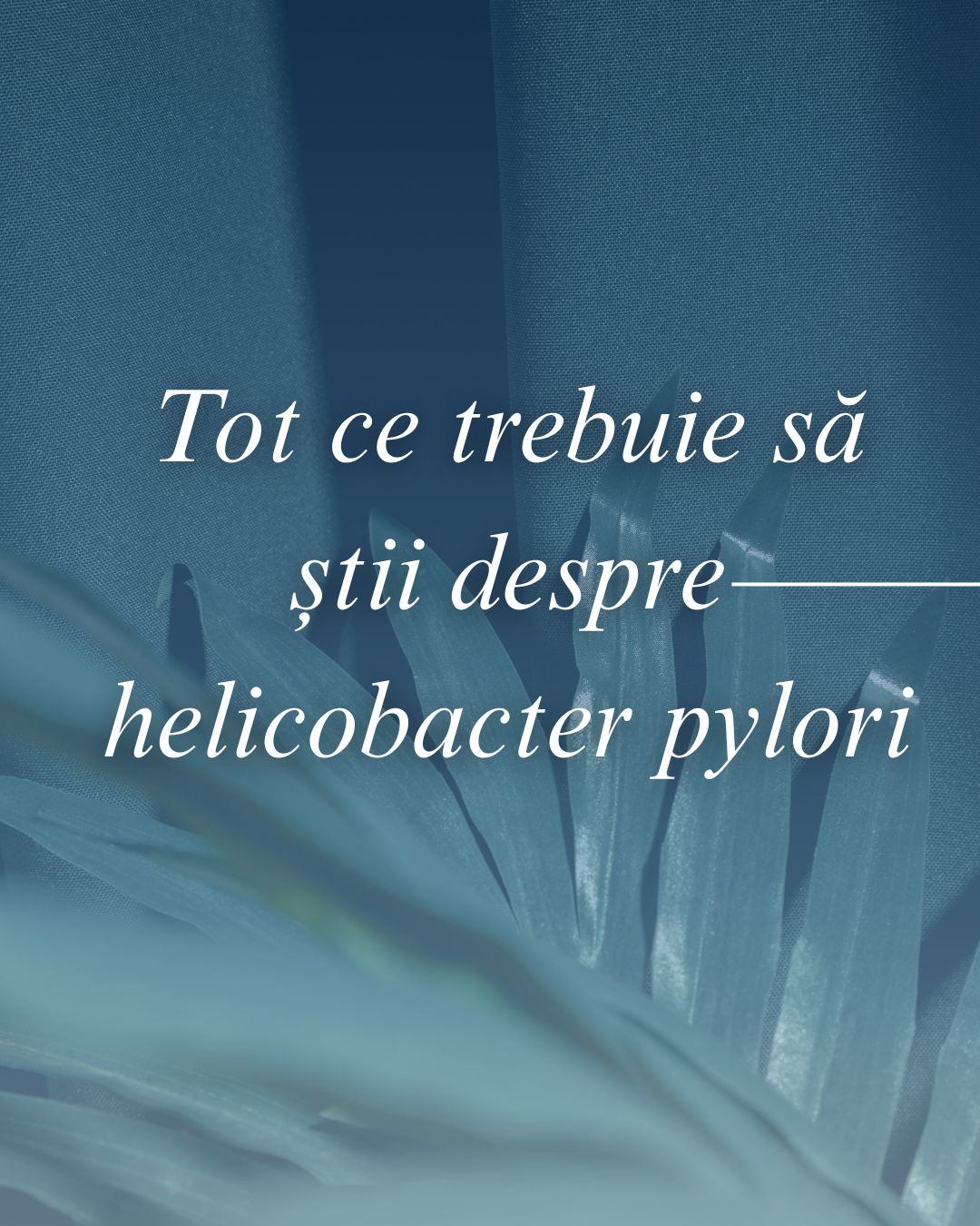 𝐇𝐞𝐥𝐢𝐜𝐨𝐛𝐚𝐜𝐭𝐞𝐫 𝐩𝐲𝐥𝐨𝐫𝐢